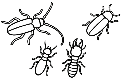 Insectes Xylophages